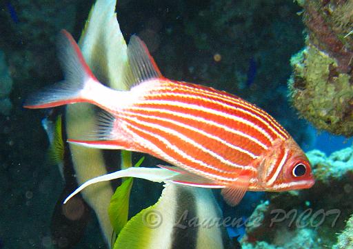 Sargocentron pulchella (2).bmp